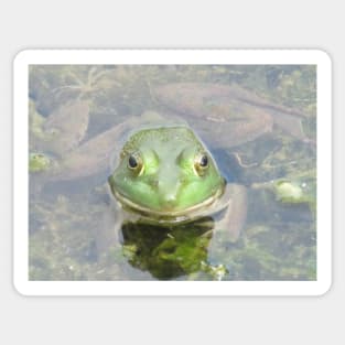 Biltmore the Frog Sticker